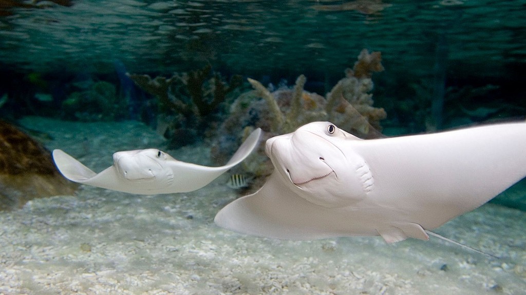SEA LIFE London Aquarium - Any Time Entry